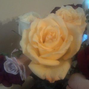 Meet your Posher, Marree